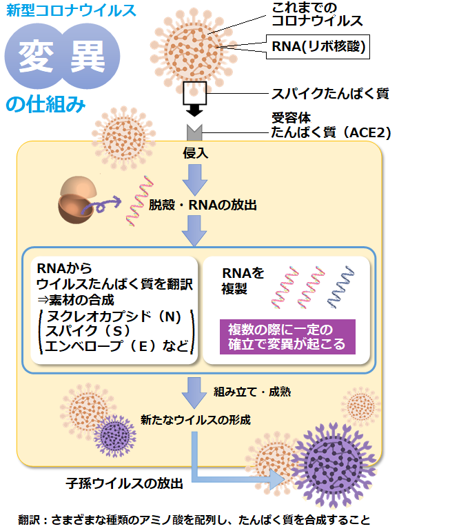 新型コロナウイルス変異株とは 日本医学臨床検査研究所