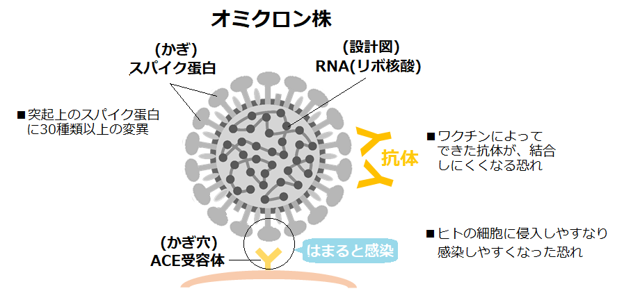 新型コロナウイルス変異株とは 日本医学臨床検査研究所