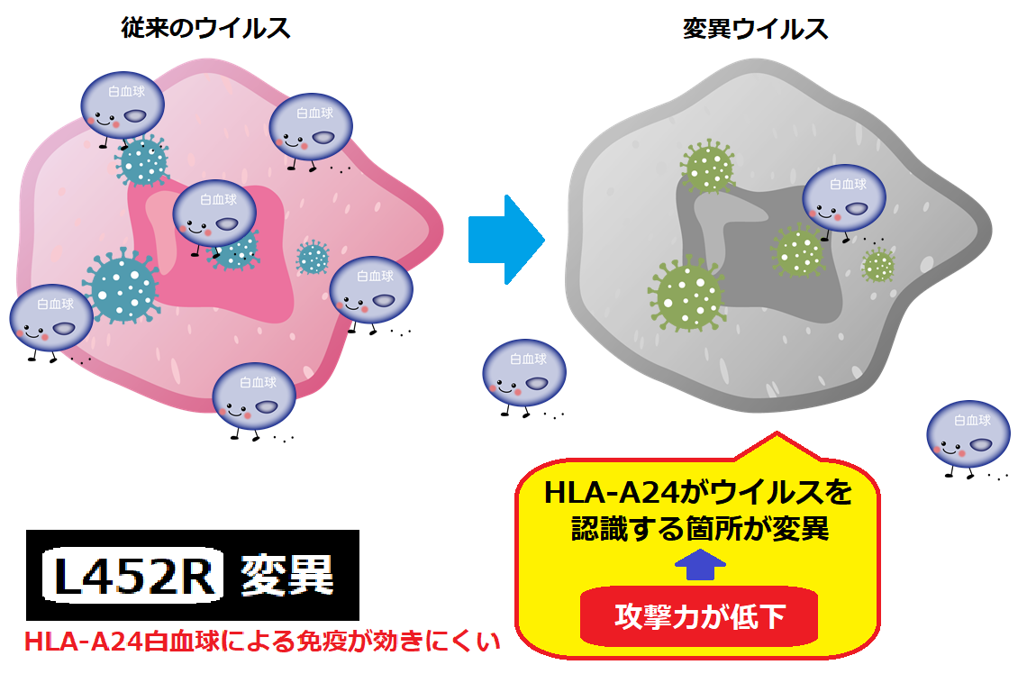 新型コロナウイルス変異株とは 日本医学臨床検査研究所