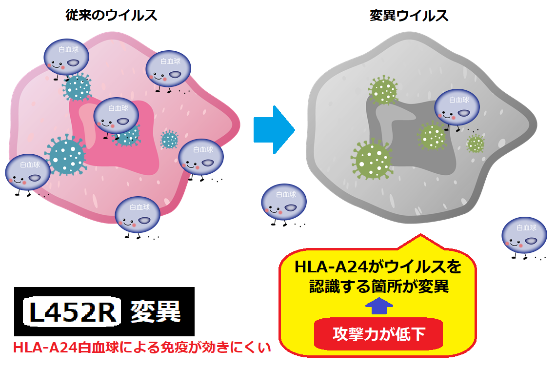 コロナ 名前 の 由来