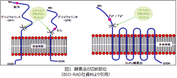 不規則抗体 日本医学臨床検査研究所