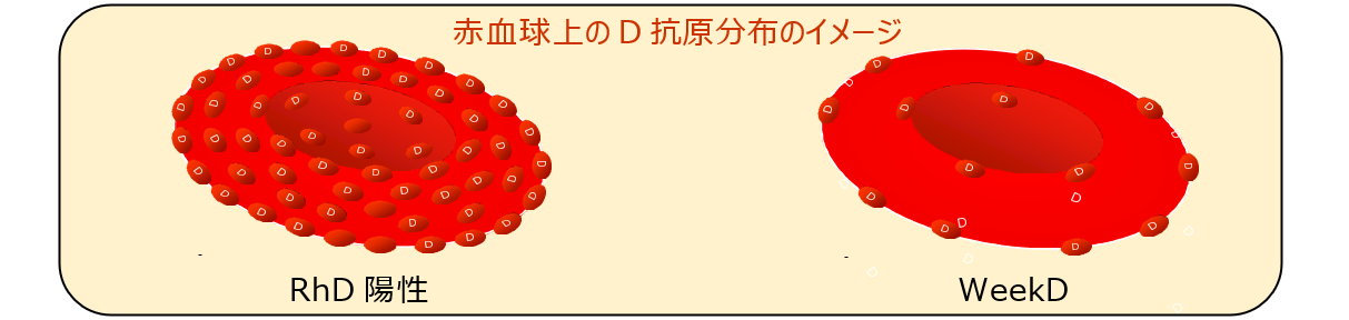 Rhd血液型とその他の稀な血液型について 日本医学臨床検査研究所